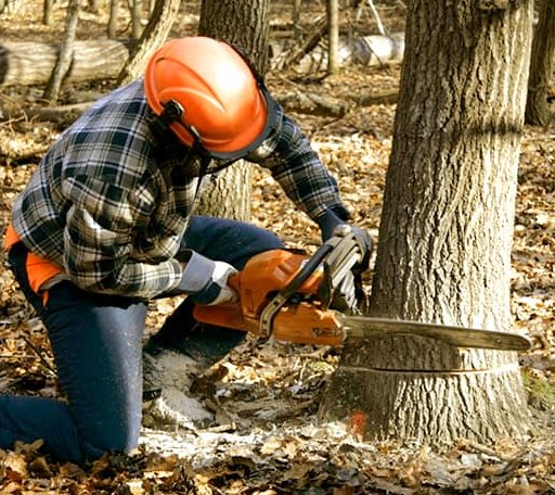 Tree Removal in Montgomery, AL